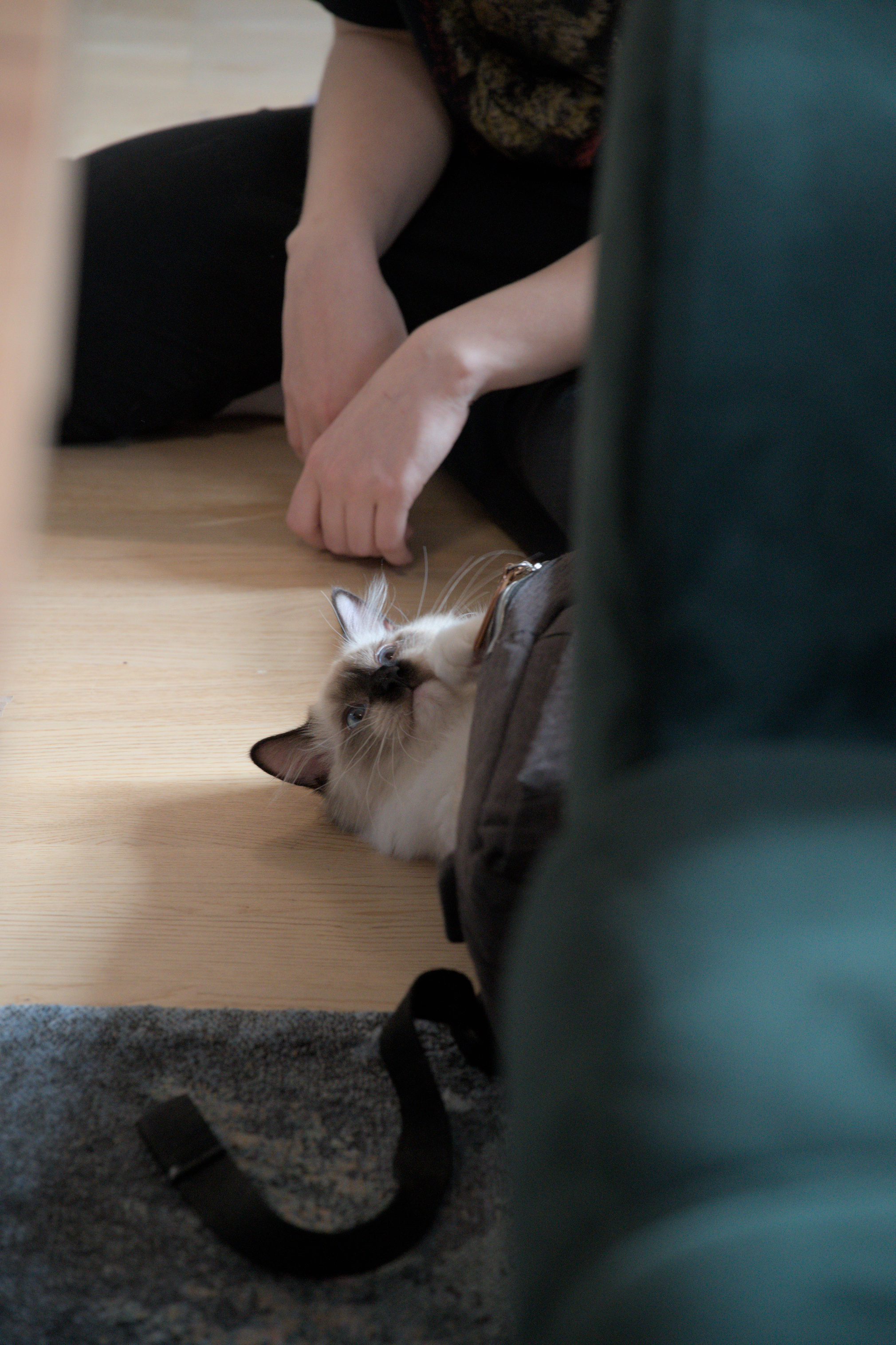 2025/10/12 - cats/DSC_0077.jpg